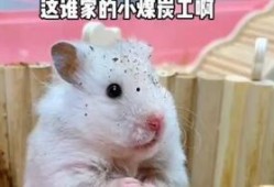 娱乐吃瓜酱鼠鼠,揭秘娱乐圈那些不为人知的幕后故事