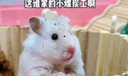 娱乐吃瓜酱鼠鼠,揭秘娱乐圈那些不为人知的幕后故事