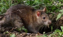 娱乐吃瓜酱鼠鼠,揭秘娱乐圈那些不为人知的幕后故事